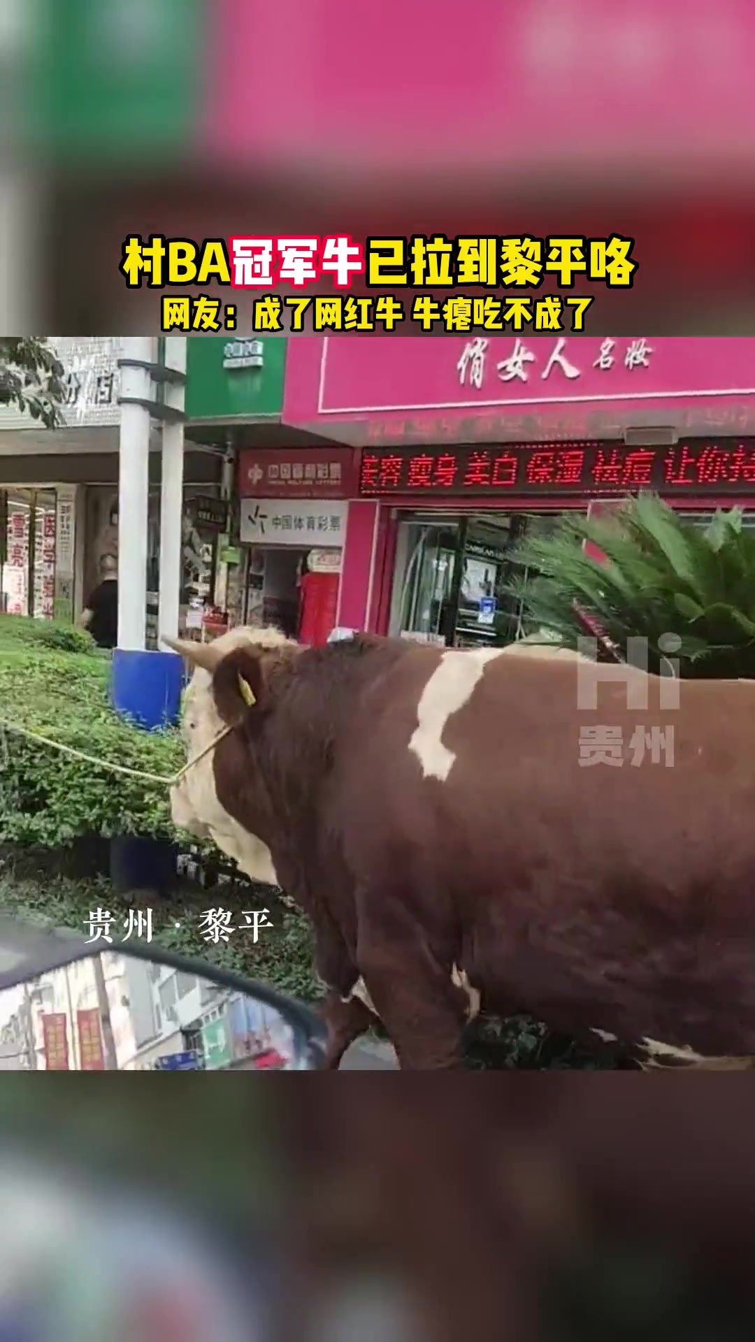 成了网红牛了！贵州村BA的冠军牛已到黎平了