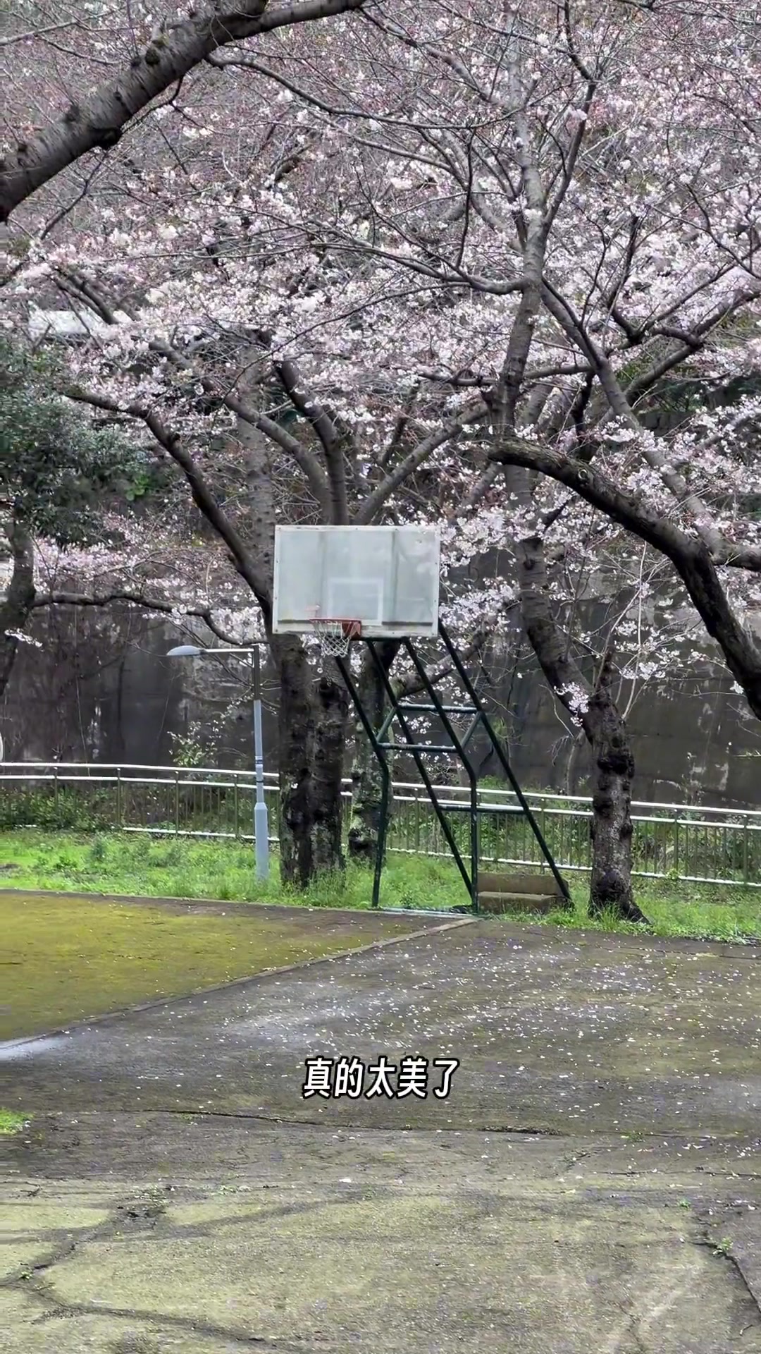 /video/nba/232089.html