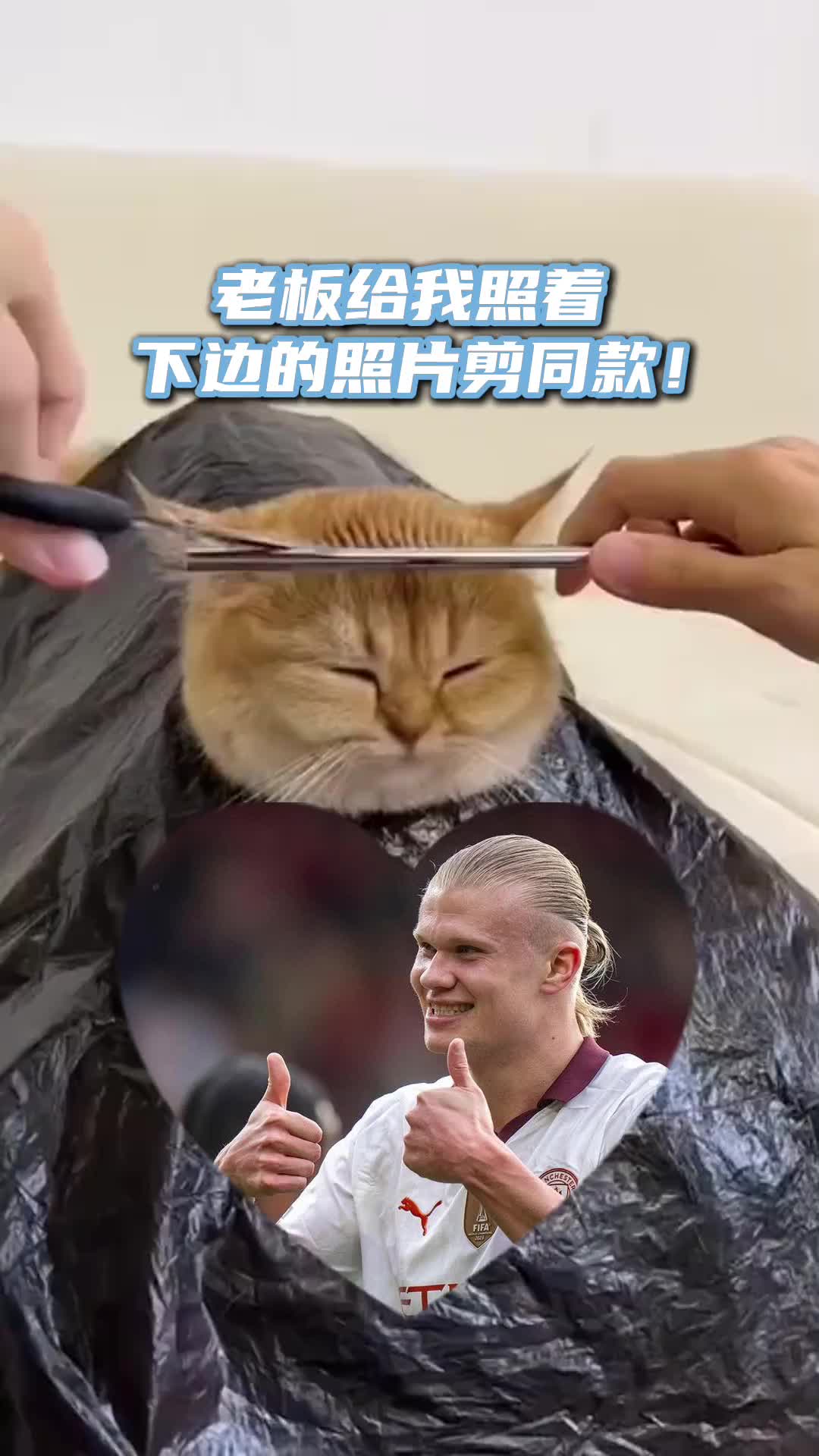猫猫能笑着走出理发店吗？????