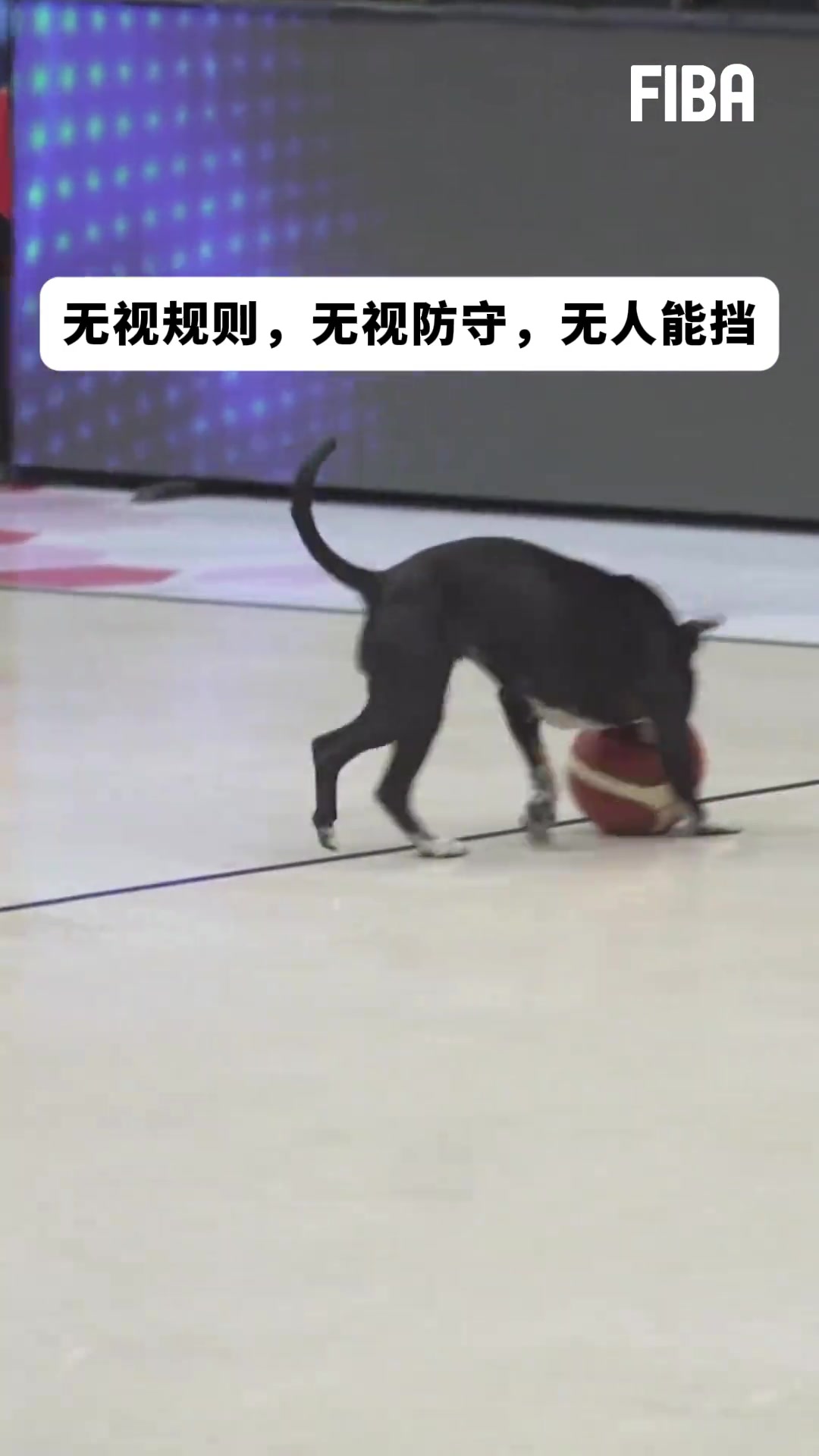 太逗了！篮球场遇到这样的另类奇葩????无视规则无视防守！