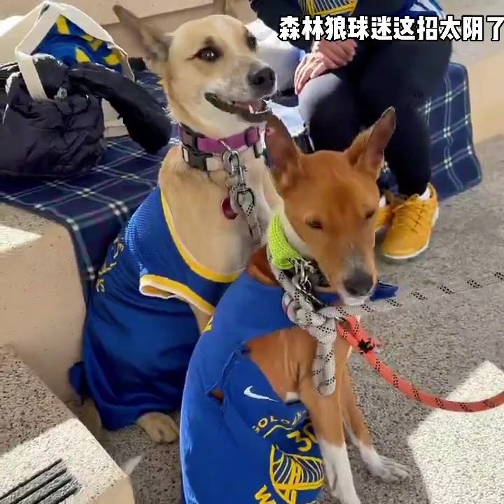 这是什么战术？森林狼球迷给狗狗穿上了库里球衣?