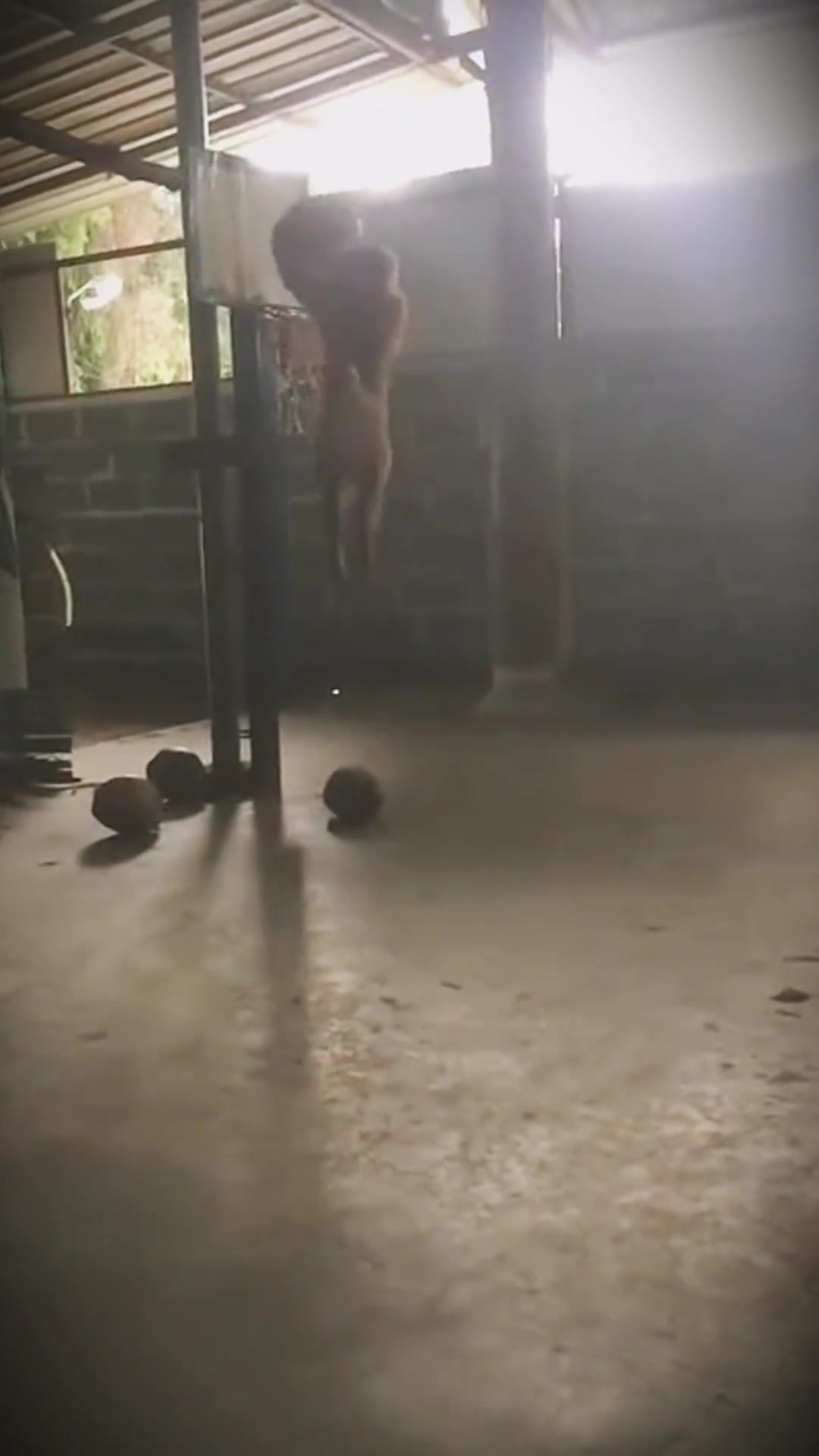 丛林界的篮球运动员啊???你见过猴子扣篮吗？